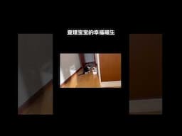 查理宝宝的幸福喵生，现在是米雅的舔狗了 #shorts