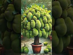 Try this method of growing jackfruit and you will get incredible yields