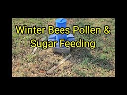 Winter Bees Pollen & Sugar Feeding