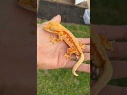 Red Tangerine Lilly White Crested Gecko 😳