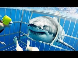 Cage Couldn’t Hold the Shark! Insane Diver Incidents