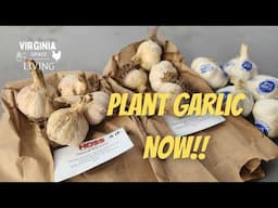 Plant Garlic Now!! Zone 7- Virginia