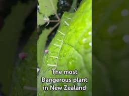 The most painful plant in New Zealand