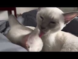 Tonkinese kittens bath  cute