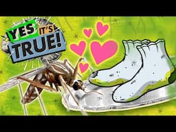 Do Mosquitos Like Feet That STINK??? | YES, IT'S TRUE