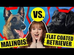 BELGIAN MALINOIS VS FLAT COATED RETRIEVER