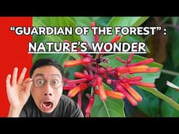 Discover the Healing Powers of Fire Bush (Hamelia Patens)