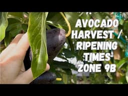 Avocado Growing | Ripening Times usda z9b | Which Variety Ripens the Earliest ?