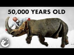 Every Extinct Animal We Have Found In Permafrost!