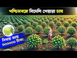 পশ্চিমবঙ্গে বিদেশী পেয়ারা চাষ আয় ৬ লাখ টাকা | GOLDEN 8 Guava | Guava Farming | Guava Cultivation