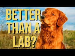 Golden Retrievers | Pros & Cons