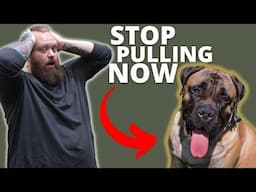 HOW TO STOP BULLMASTIFF FROM PULLING