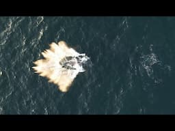 Breaching whale close to my drone!