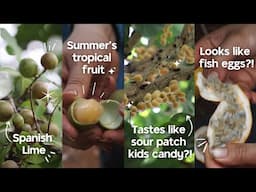 Tropical Fruit Adventure Ep 1: Sweet Granadilla, Mafai, Spanish Lime & More