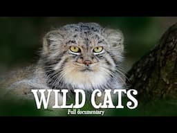 WILD CATS : Kings of survival in the wild