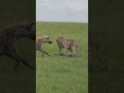 Cheetah Losing Fresh Kill to Hyena! #cheetahhunt #hyena #bigcats #survival #maasaimara