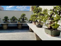 My Bonsai Tree Collections | Jade Plants | Grown Cuttings From Bonsai | Portulacaria Afra