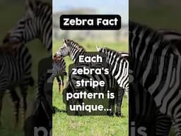 Zebra fact - Stripes!