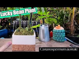 Lucky Bean Plant Care & Repot || castanospermum australe