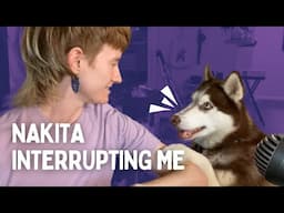 Getting Interrupted by my Husky Compilation | Ft. Nakita the Husky