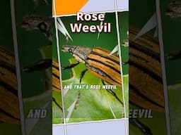 Organic Pest Control: Rose Weevil