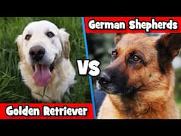 German Shepherd Vs Golden Retriever: Which Dog Is The BEST For You? | DoggOwner