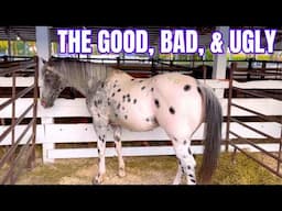 Before You Buy An Auction Horse Listen To This...