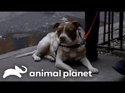 A Couple of New Yorkers Rescue a Dog With Cancer | Pit Bulls and Parolees | Animal Planet