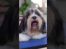 transformation of a Lhasa apso with baby grooming!!