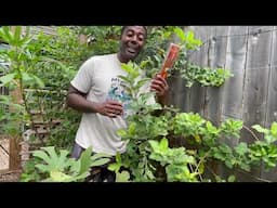 Fall Fruit Tree Care in an Urban Garden | Essential Tips for Healthy Trees & a Better Harvest