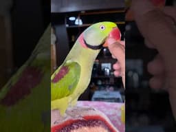 Funny Parrot Vutu 🦜 ( peekaboo ) #animal #parrot #talkingparot #besttalkingparrot #birds