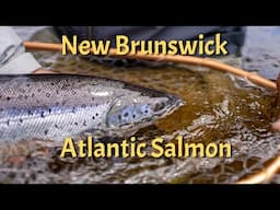 New Brunswick Atlantic Salmon