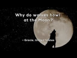 Why do wolves howl at the Moon?