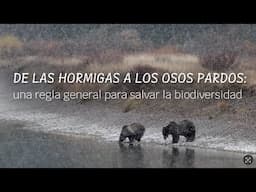 De las hormigas a los osos pardos: una regla general para salvar la biodiversidad