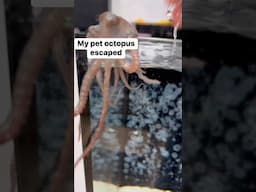 I couldn’t catch him! #petoctopus #thereefdoc #octopus