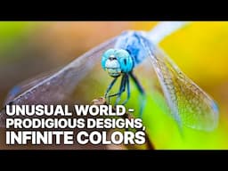 Unusual World - Prodigious Designs, Infinite Colors | Free Documentary