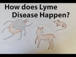 How does Lyme Disease Happen?