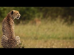 Rap Geographic - The Mighty Cheetah