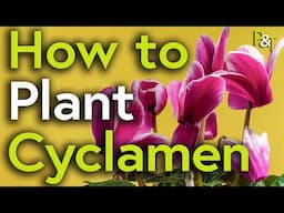 How to Plant Cyclamen for Super Colour in Your Flower Border - Pots & Trowels