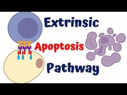 Extrinsic Pathway of Apoptosis || 4K Animation