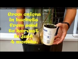 Grow onions from seed to harvest in just 4 months. Started in yogurt pots grown on in a small bucket