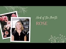 Herb of the Month: Rose