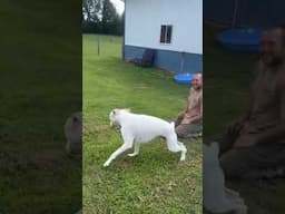 Dads home zoomies! 😂 #deafdog #dog #deafdogsrock #boxerdog #funnydog #funnyvideo #zoomies #cutedog