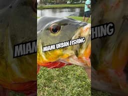 Urban Fishing in Miami