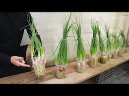 A friend showed me a great secret to growing green onions without soil.