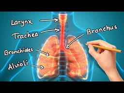 Structure and Function of LUNGS