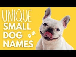 Small Dog Names You’ve NEVER Heard Of (But Will Love Instantly!)