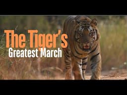 The Tiger's Greatest March - Full Film #tiger #wildlife #optimumtelevision