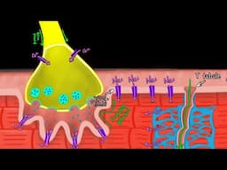 Excitation-Contraction Coupling | Skeletal Muscle Physiology