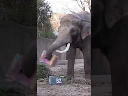 Raja the elephant enjoys 32nd birthday party